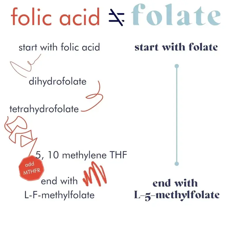 folate-vs-folic-acid folate-vs-folic-acid