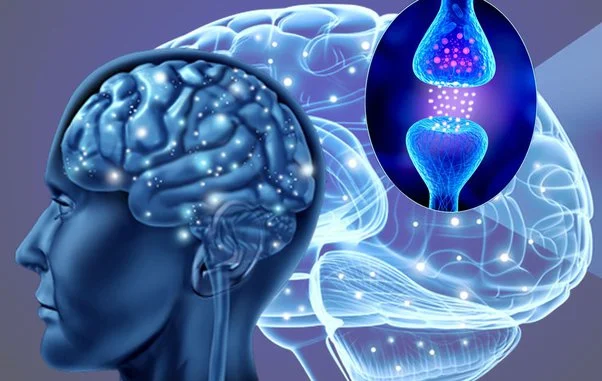 What is the role of GABA in the brain? What is the role of GABA in the brain?