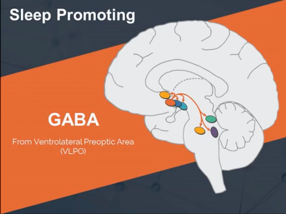 How Does GABA Affect Hypersomnia? 