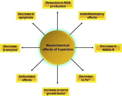 Huperzine A benefits Huperzine A benefits
