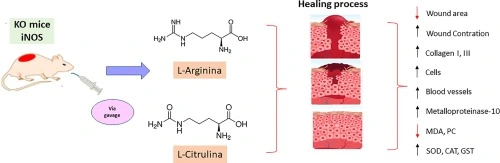 l-arginine and l-citrulline l-arginine and l-citrulline