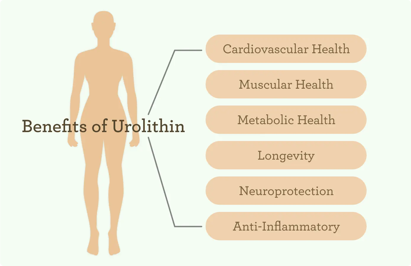 Urolithin Benefits 