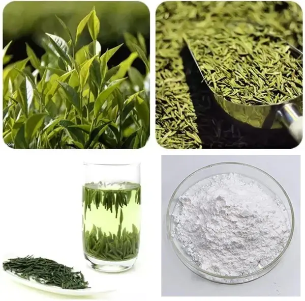 Tea Extract Powder Tea Extract Powder
