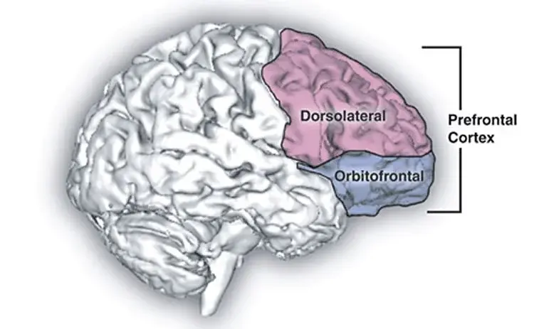 GABA in One Brain Region GABA in One Brain Region
