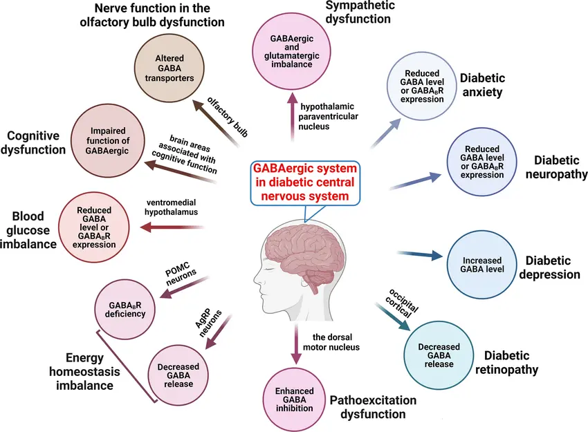 Effects of GABA Effects of GABA