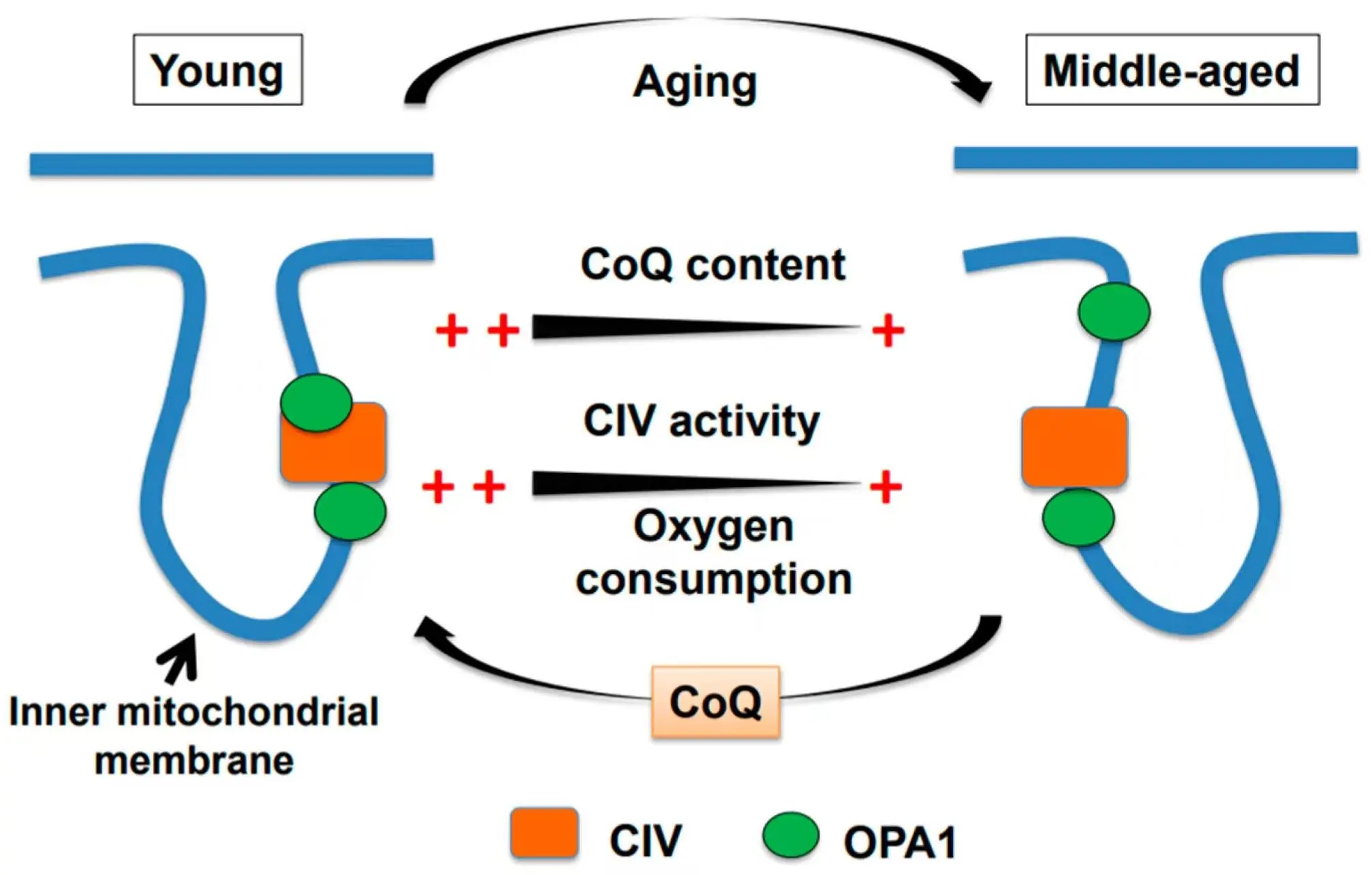 Antioxidants COQ10 powder Antioxidants COQ10 powder