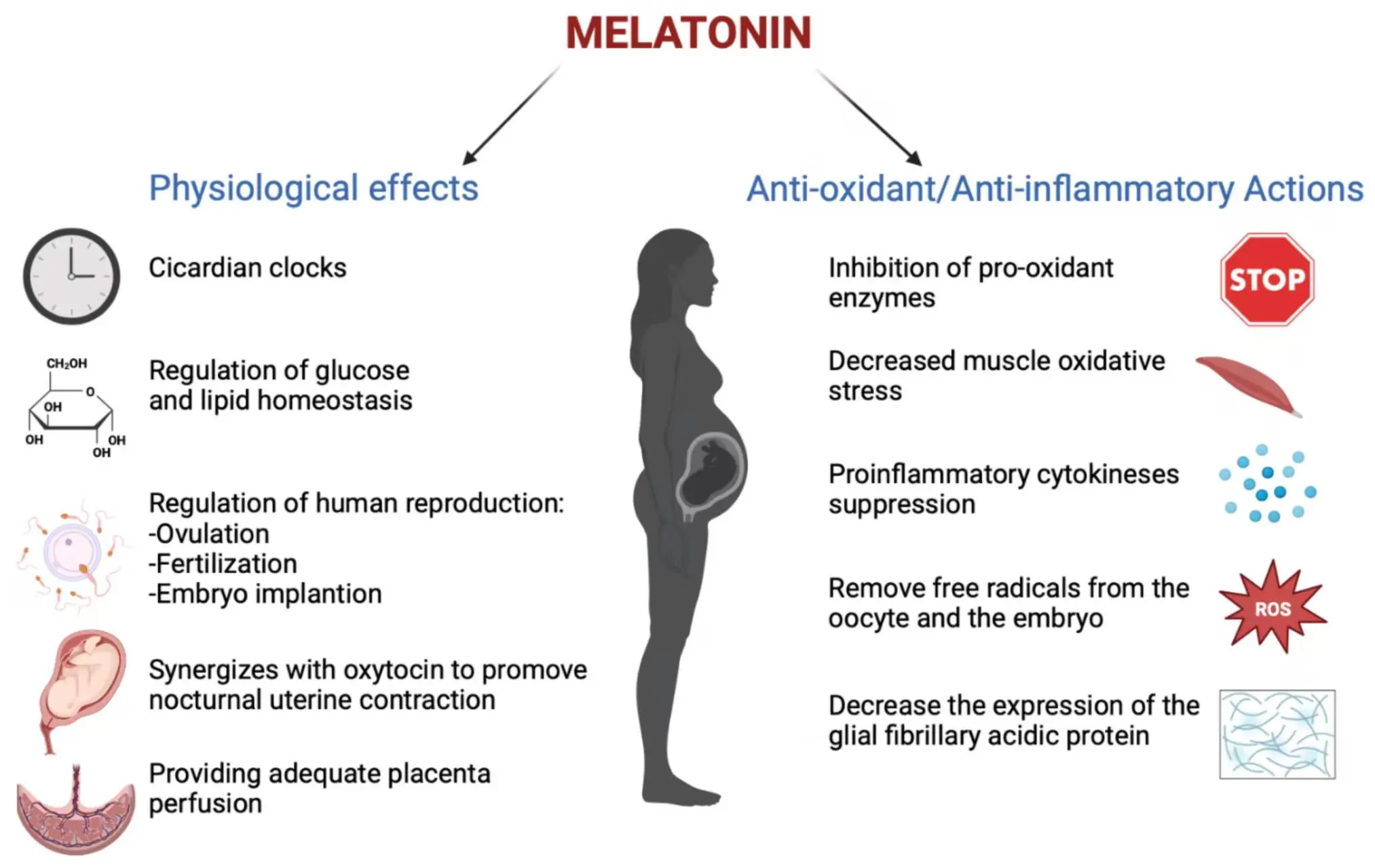 The Role of Melatonin in Pregnancy The Role of Melatonin in Pregnancy