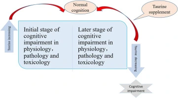 Taurine in cognitive function Taurine in cognitive function