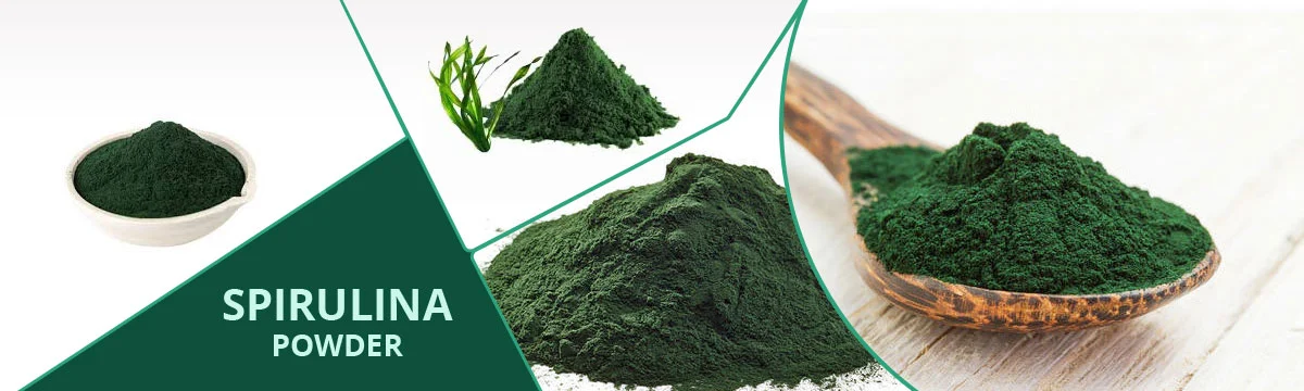 Spirulina Powder Manufacturer and Supplier Spirulina Powder Manufacturer and Supplier