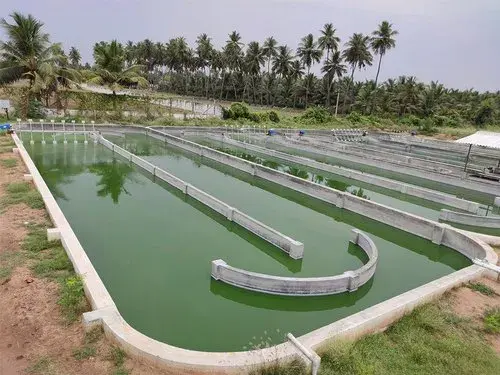 Spirulina---Spirulina powder factory