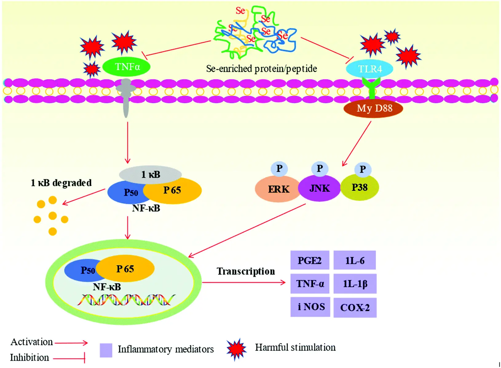 A review on selenium-enriched proteins: preparation, purification, identification, bioavailability, bioactivities and application - Food & Function (RSC Publishing) DOI:10.1039/D1FO03386G A review on selenium-enriched proteins: preparation, purification, identification, bioavailability, bioactivities and application - Food & Function (RSC Publishing) DOI:10.1039/D1FO03386G