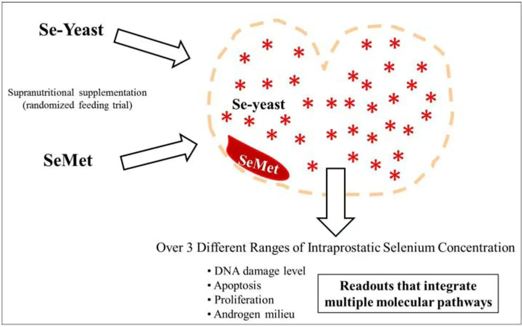 Selenium Yeast For Heart Selenium Yeast For Heart