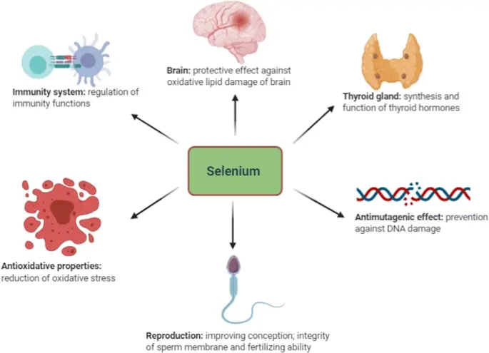 Selenium Human Health Selenium Human Health