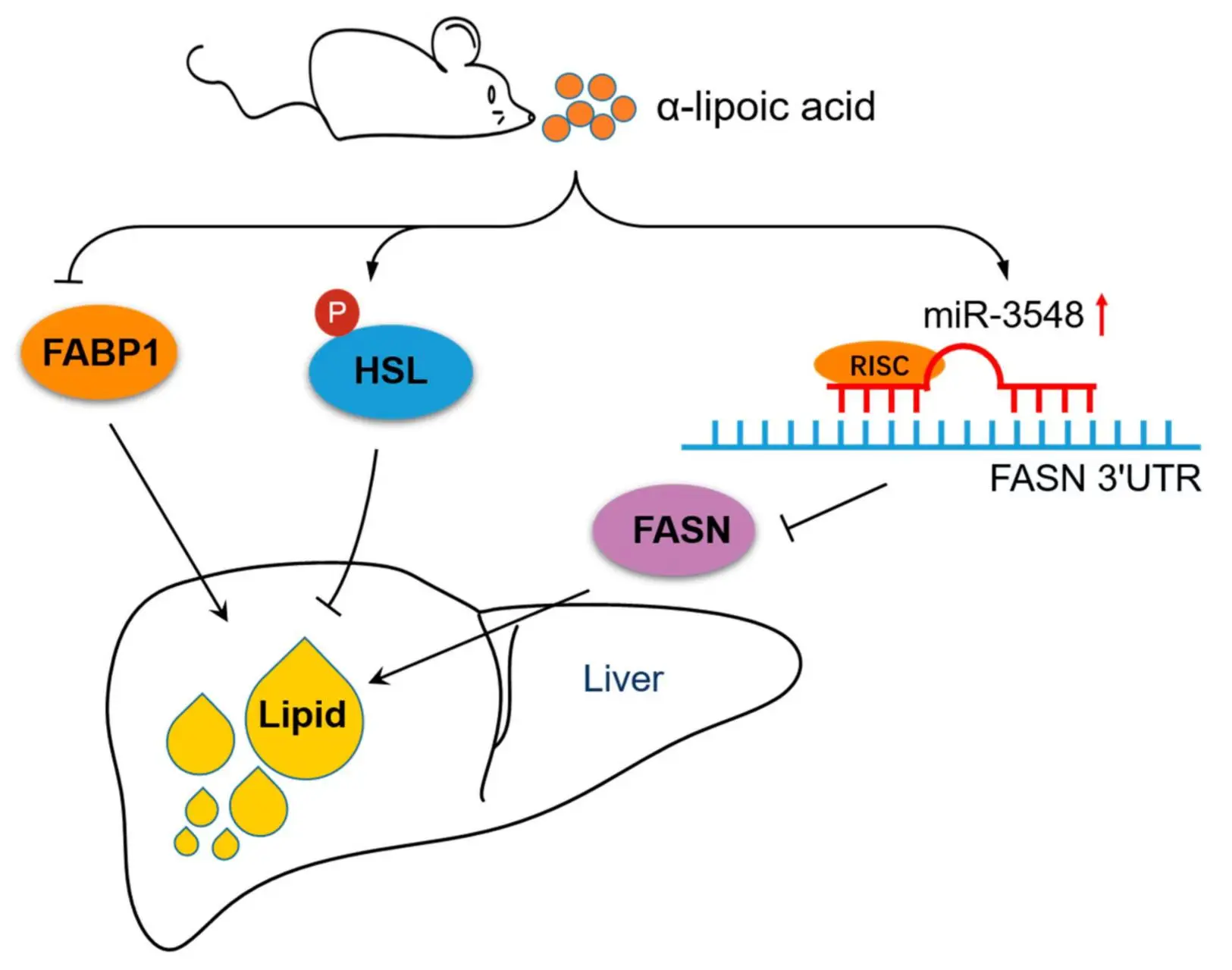 α-Lipoic Acid For Liver