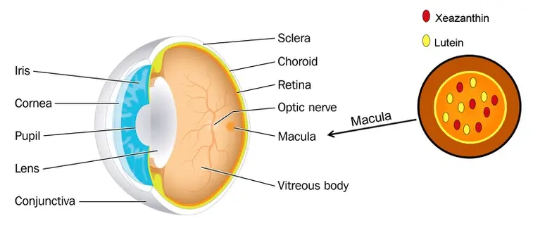 Lutein extract for eyes Lutein extract for eyes