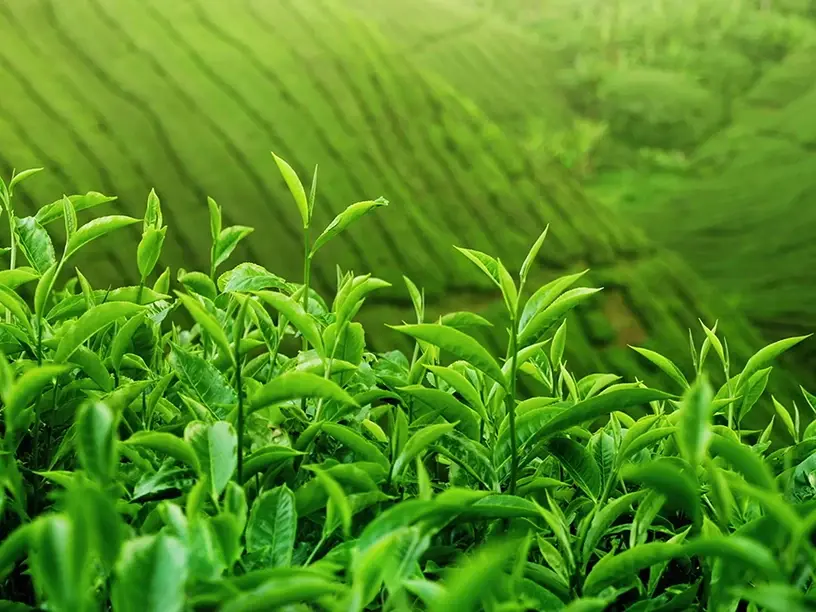 Natural Plant Planting Base