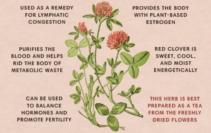 Red clover extract powder benefits Red clover extract powder benefits
