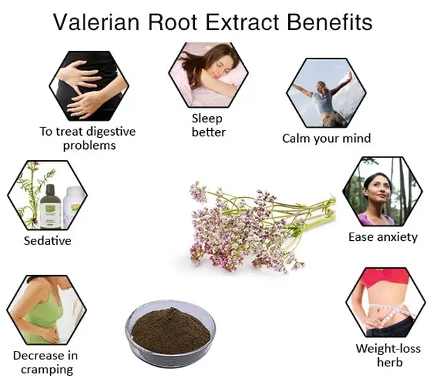 Valerian Root Powder Benefits
