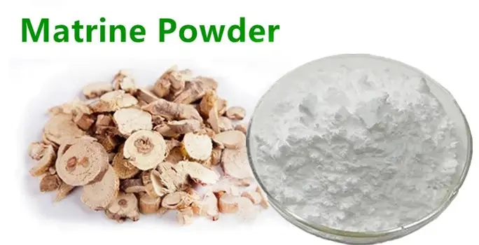 Sophora flavescens powder Sophora flavescens powder