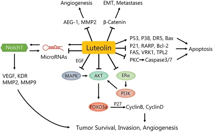  Luteolin Powder Anti-Tumor