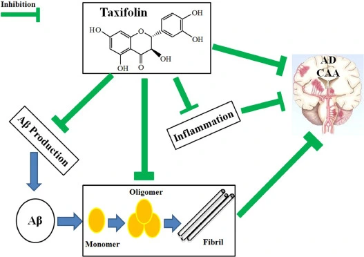 Pharmacological effects and mechanism of actions of  taxifolin