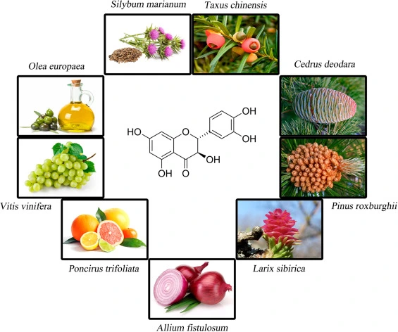 High food in taxifolin