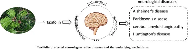 Taxifolin in Neurodegenerative Diseases