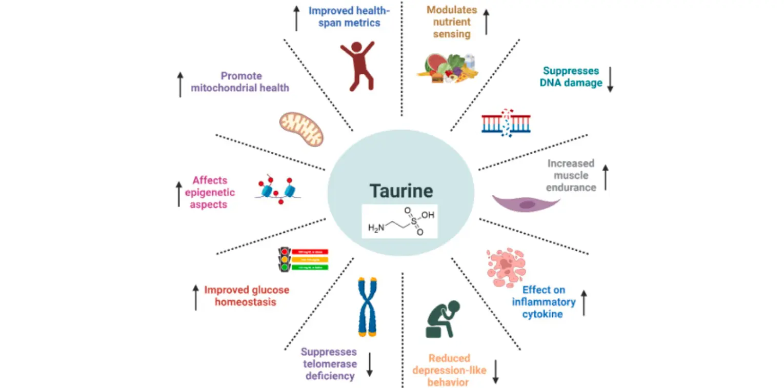 Taurine Benefits 
