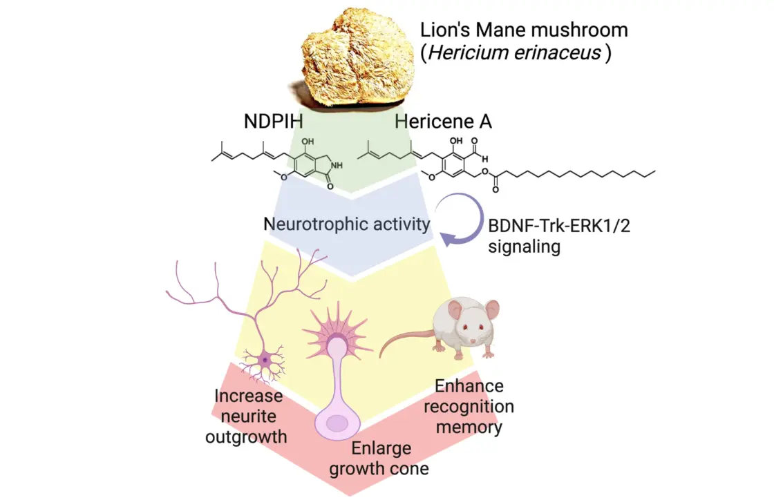 Lion's Mane Mushrooms Improve Memory Lion's Mane Mushrooms Improve Memory