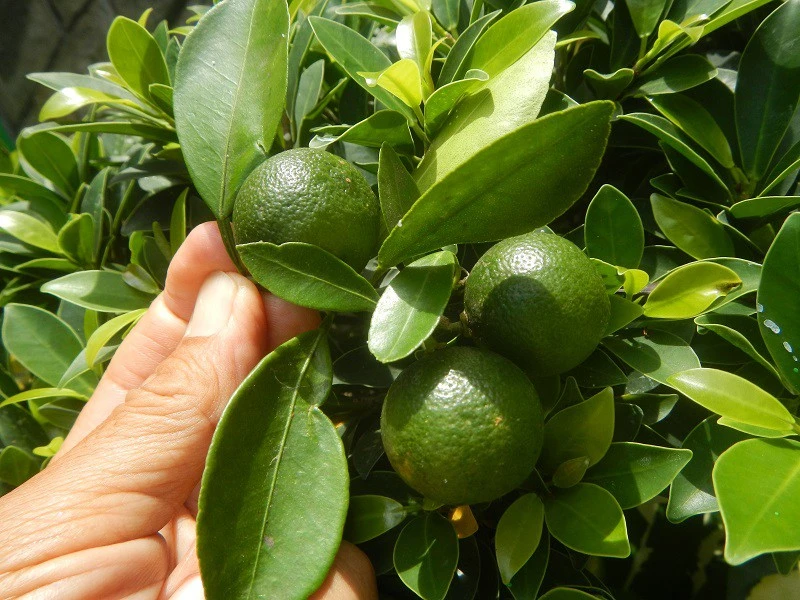 Citrus Aurantium Citrus Aurantium