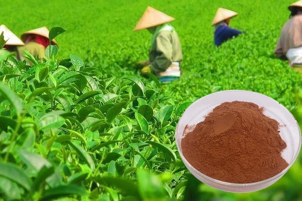 Green Tea Extract Green Tea Extract