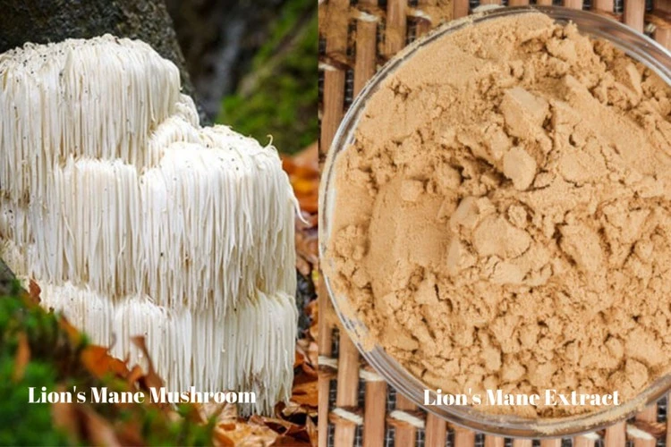 Hericium erinaceus polysaccharide Hericium erinaceus polysaccharide
