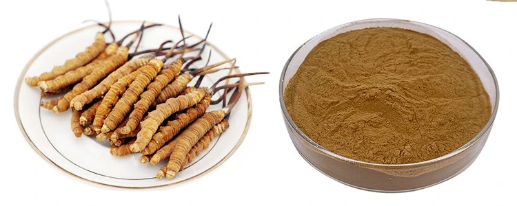 Cordyceps polysaccharide