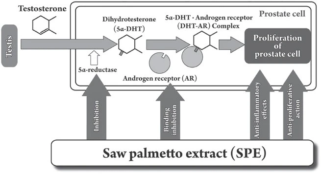 Saw palmetto extract powder for men Saw palmetto extract powder for men