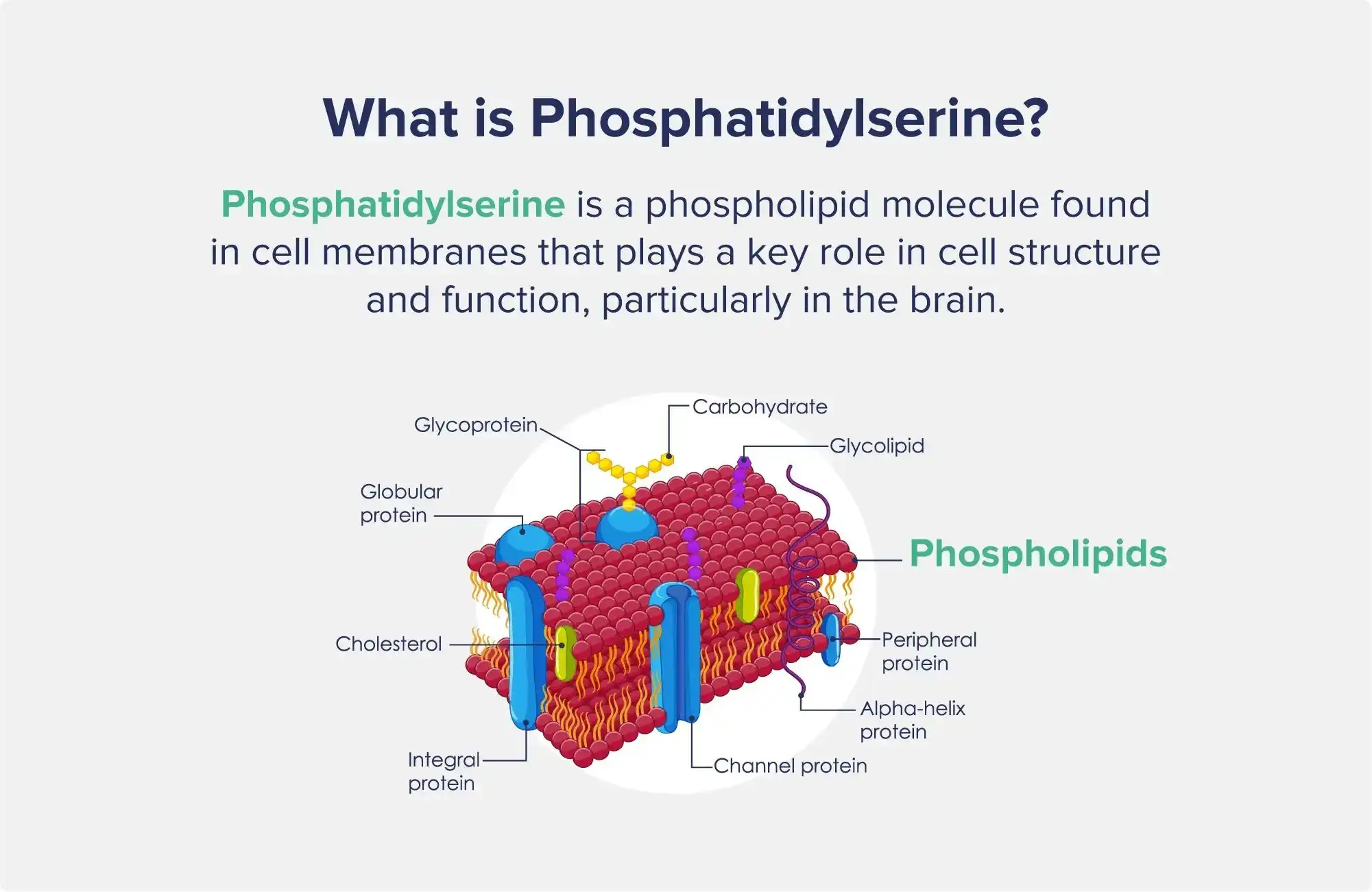 What Phosphatidylserine Is