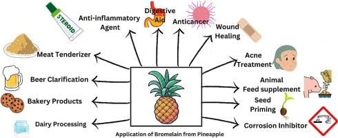 Bromelain Enzyme Powder
