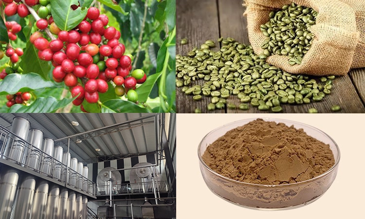 green coffee bean powder