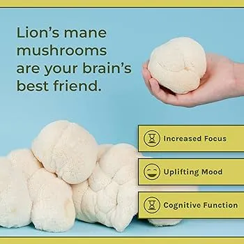 Lion's Mane Mushroom Extract Powder Benefits