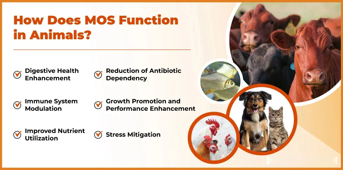 Mannose Oligosaccharides Uses