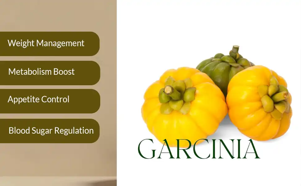 Garcinia Cambogia Extract Powder Benefits 