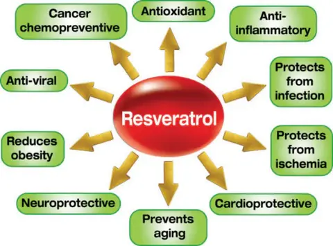 Resveratrol benefits 