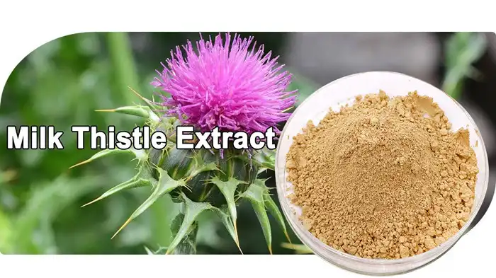 Milk thistle extract powder Milk thistle extract powder
