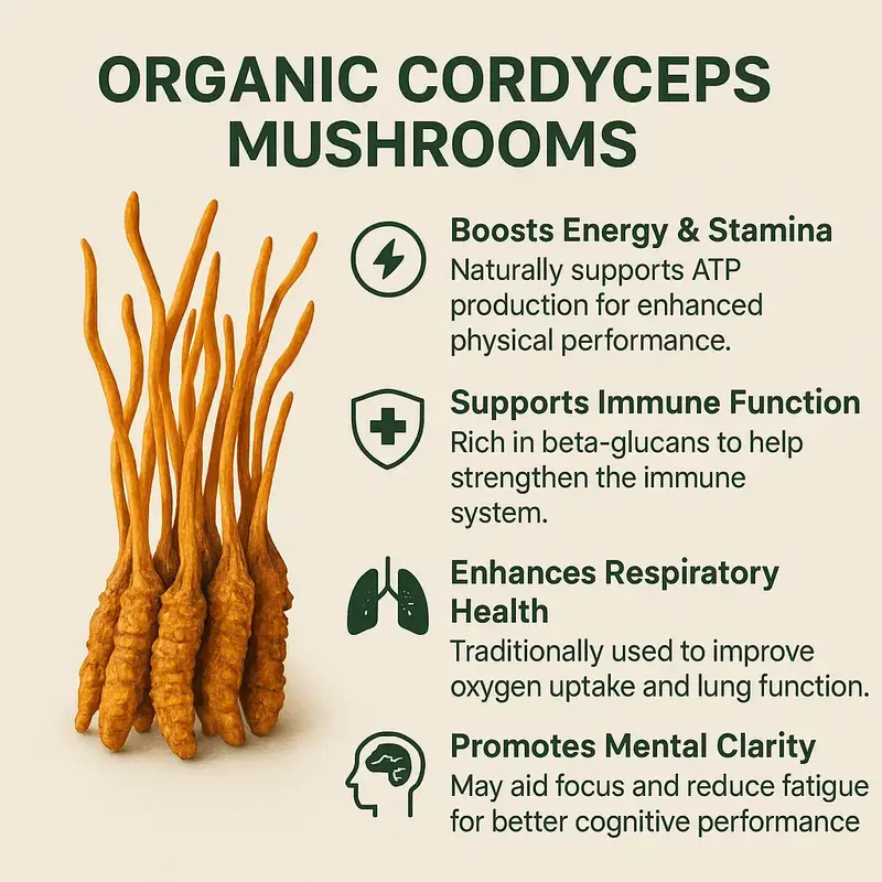 Cordyceps Sinensis Powder and Its Role in Gut Health