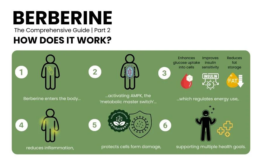 berberine benefits