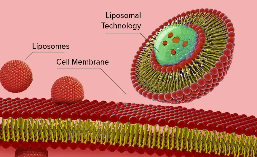 Liposomal Iron Powder and Its Impact on Hemoglobin