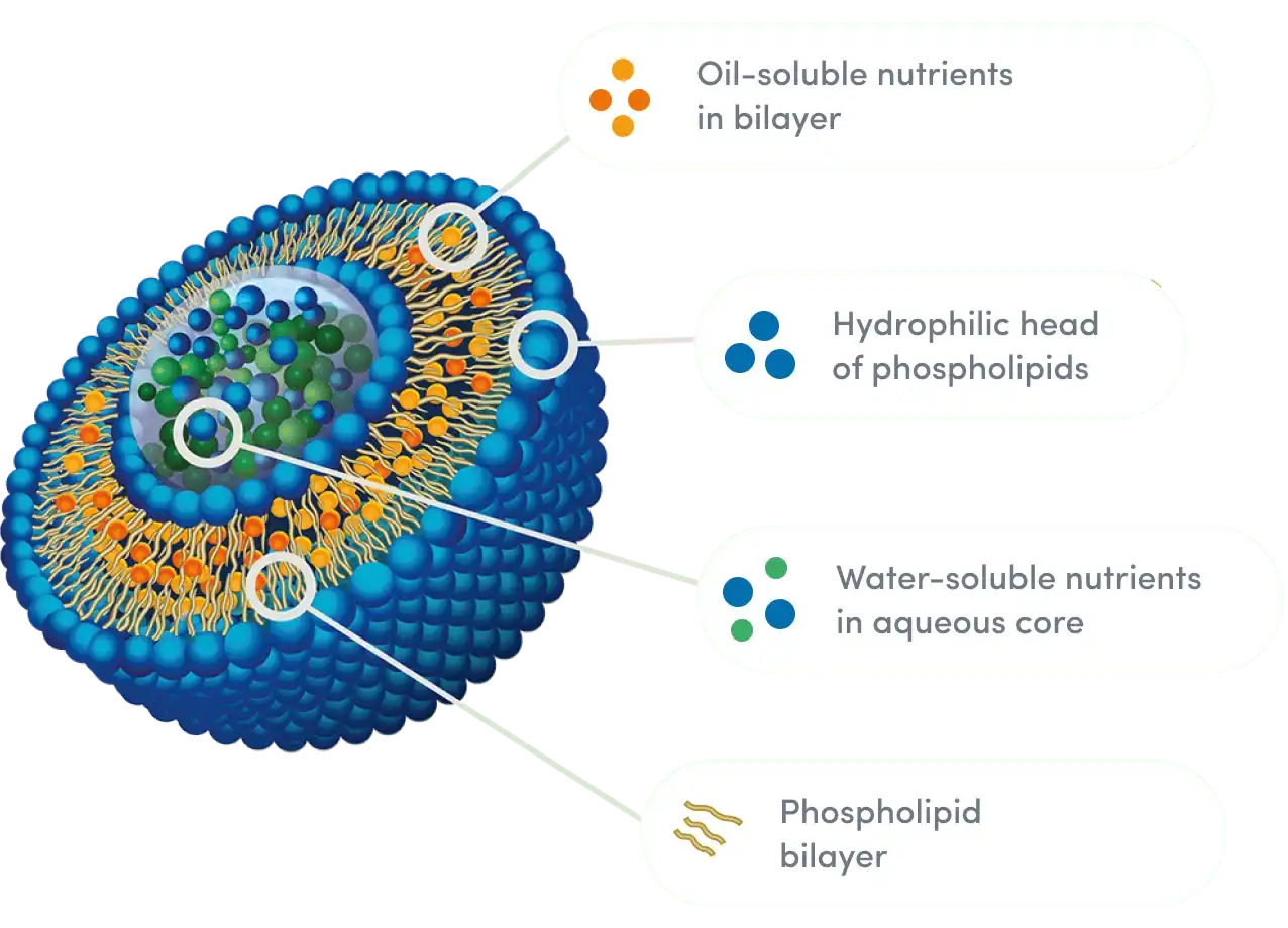 How Liposomal Technology Enhances Resveratrol Absorption? How Liposomal Technology Enhances Resveratrol Absorption?