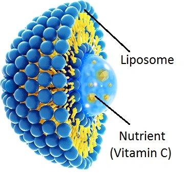  Liposomal Encapsulation Technology