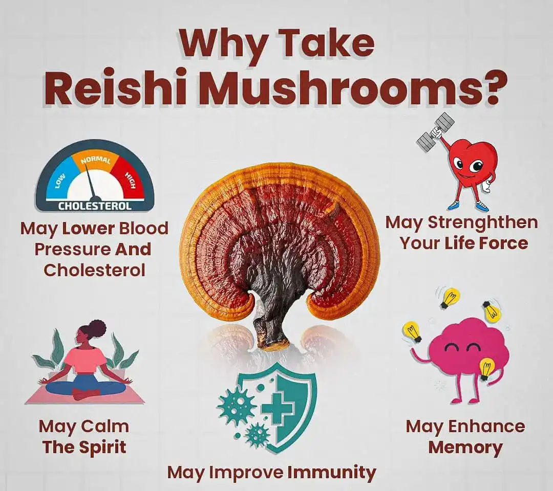 Reishi Mushroom Extract Powder Benefits Reishi Mushroom Extract Powder Benefits