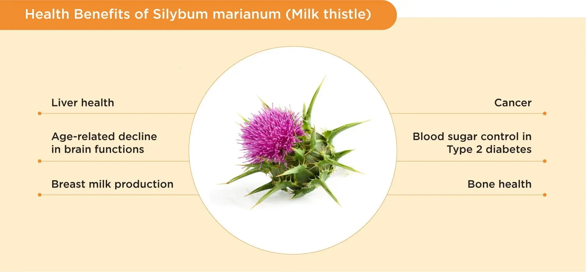 Milk Thistle Extract Capsules Benefits
