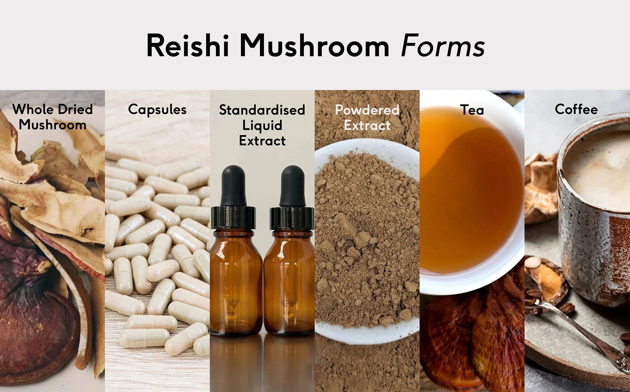 reishi mushroom powder applications reishi mushroom powder applications
